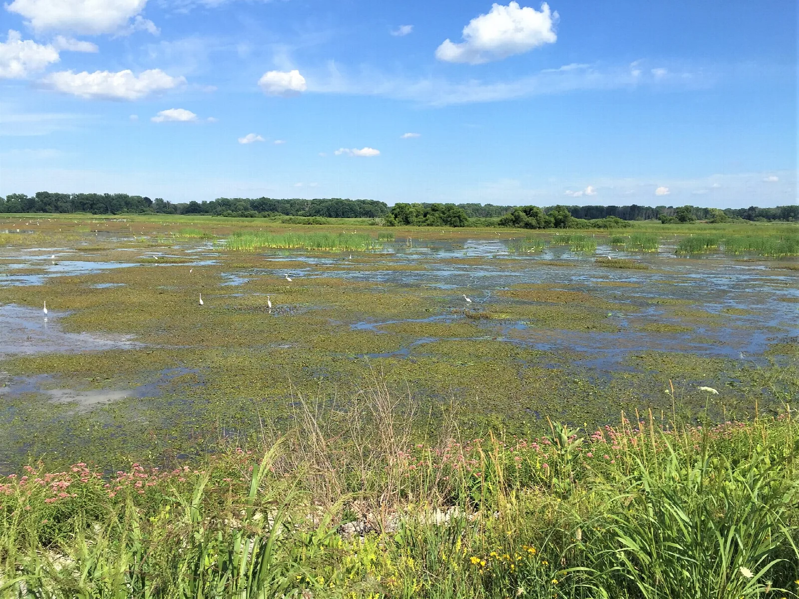 Shiawassee National Wildlife Refuge
