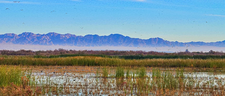Sonny Bono Salton Sea National Wildlife Refuge