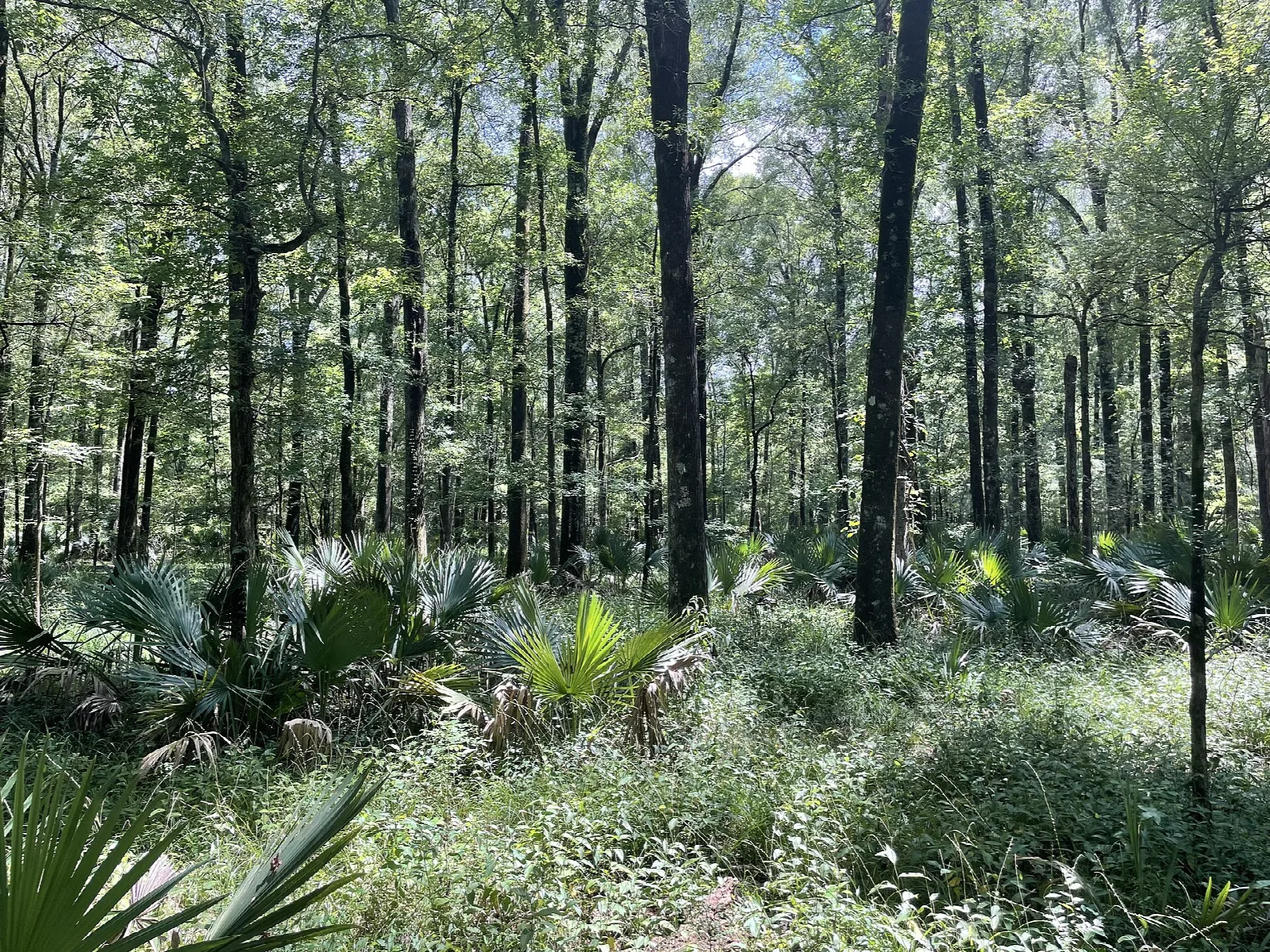 Tensas River National Wildlife Refuge