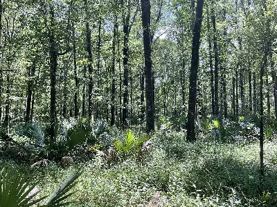 Tensas River National Wildlife Refuge