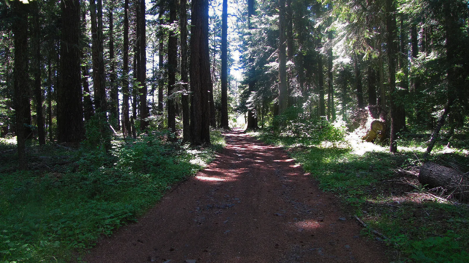 Baker Cypress Trail — Along the Road to the Baker Cypress Trail.