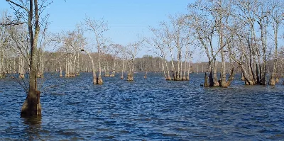 Mathews Brake National Wildlife Refuge