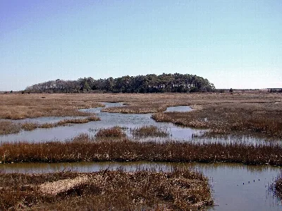 Eastern Shore of Virginia National Wildlife Refuge