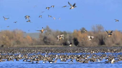 Butte Sink Wildlife Management Area