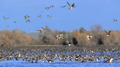 Butte Sink Wildlife Management Area