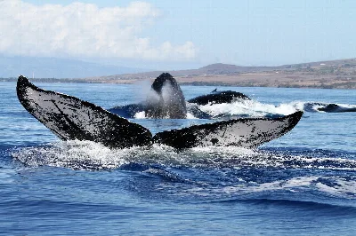 Hawaiian Islands Humpback Whale National Marine Sanctuary