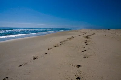 Assateague Island National Seashore
