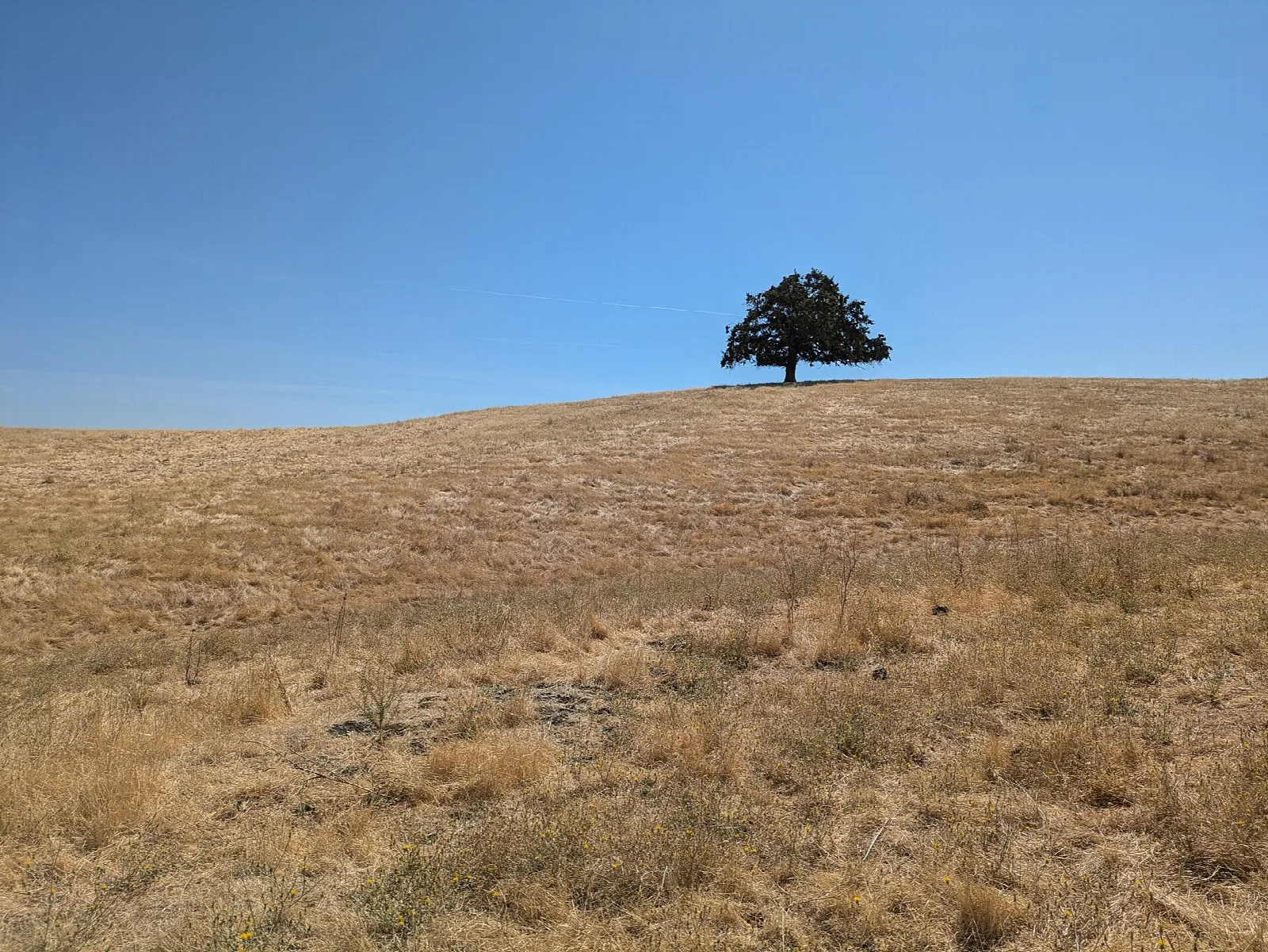 Contra Loma Reservoir