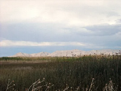 Fish Springs National Wildlife Refuge