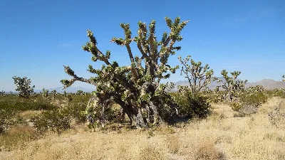 Mojave National Preserve