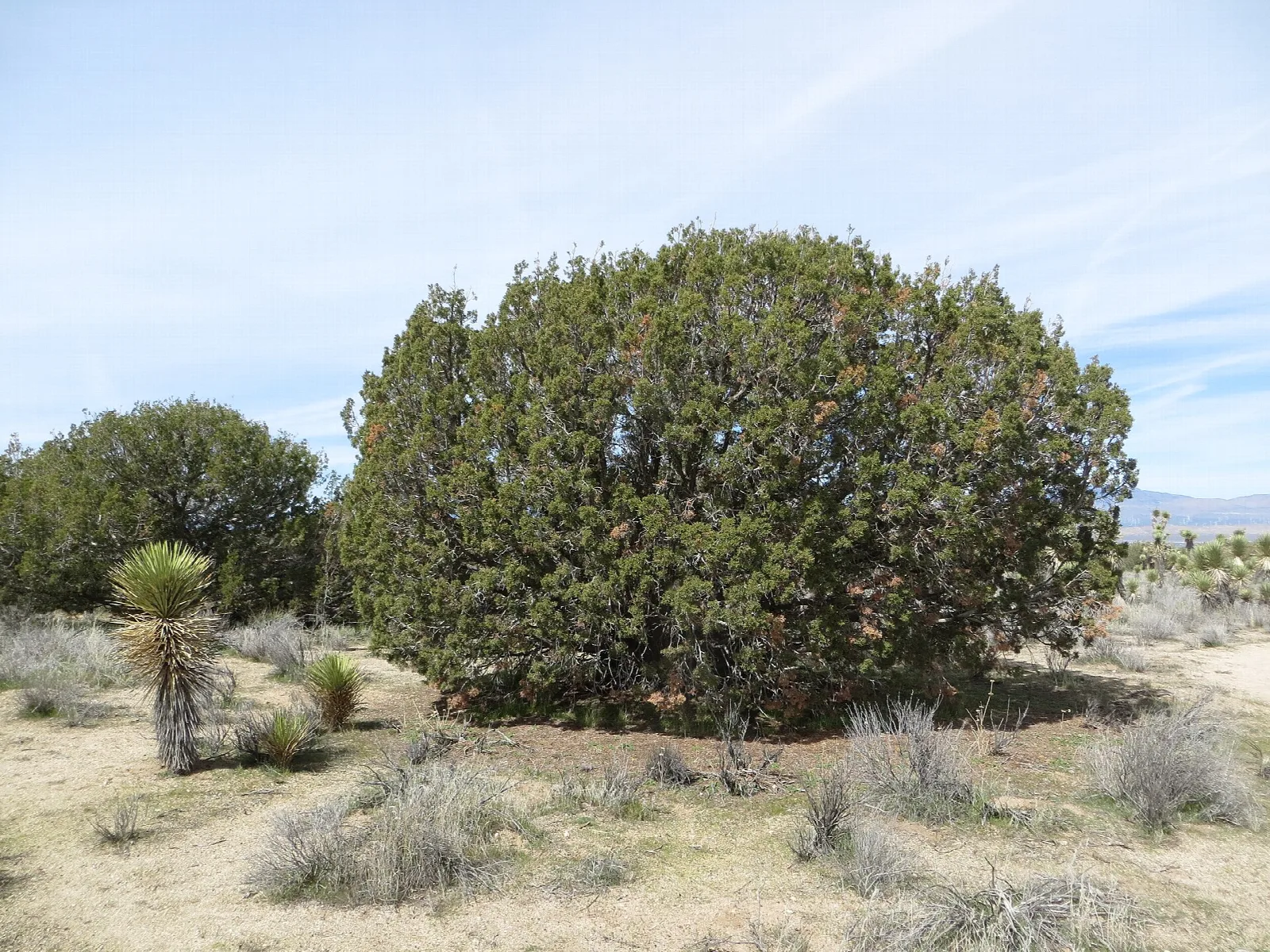 Rounded California juniper in open desert scrub