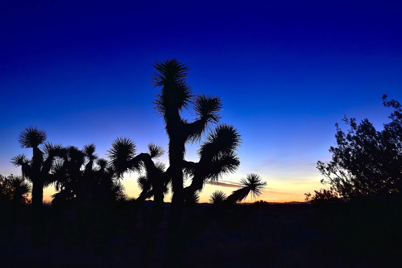 Joshua trees in silhouette against a deep blue dusk sky