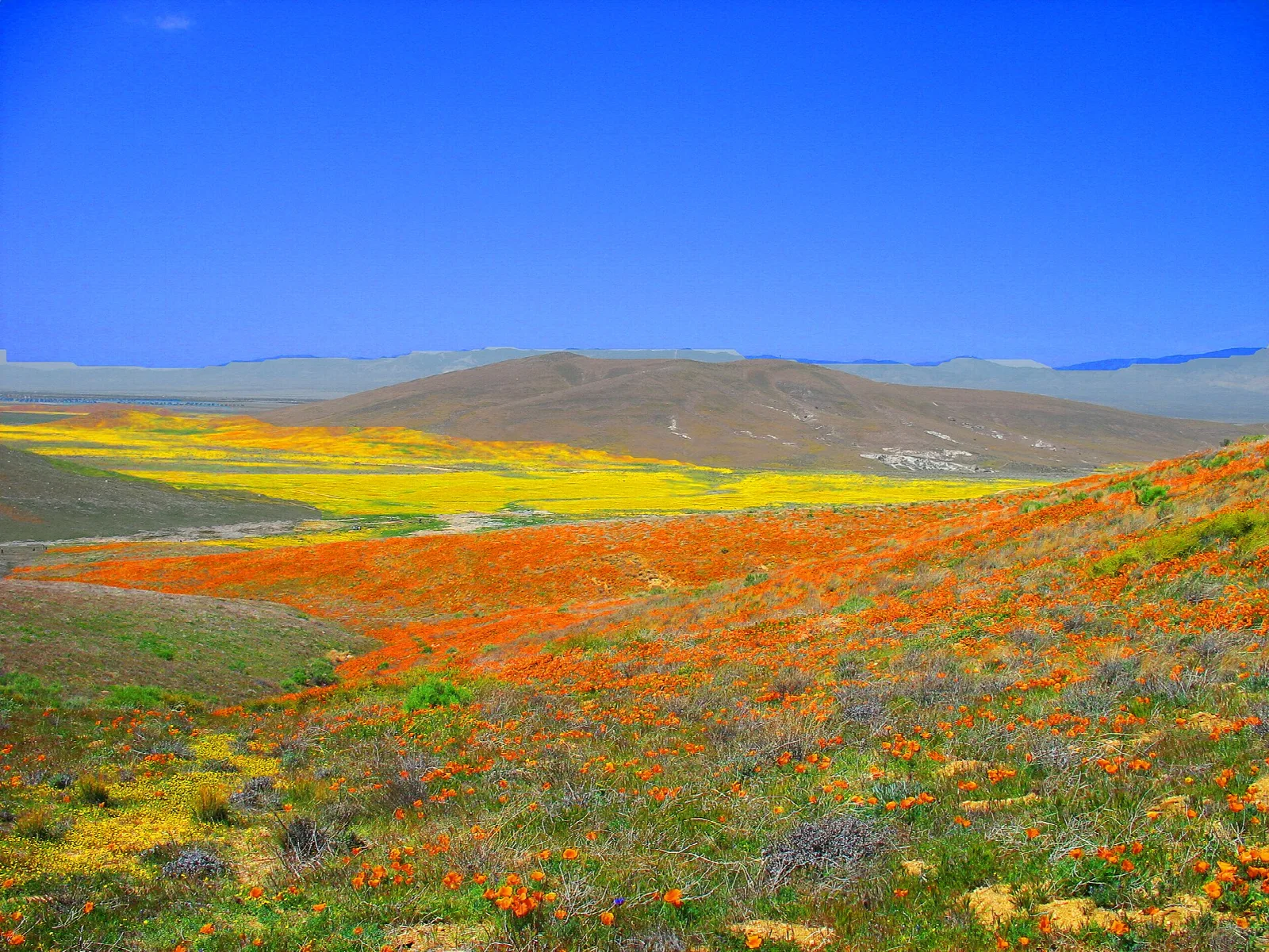 Hillside covered in orange poppies and yellow flowers under blue sky