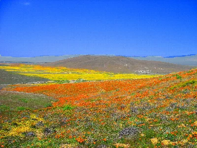 Antelope Valley California Poppy Preserve (SNR)