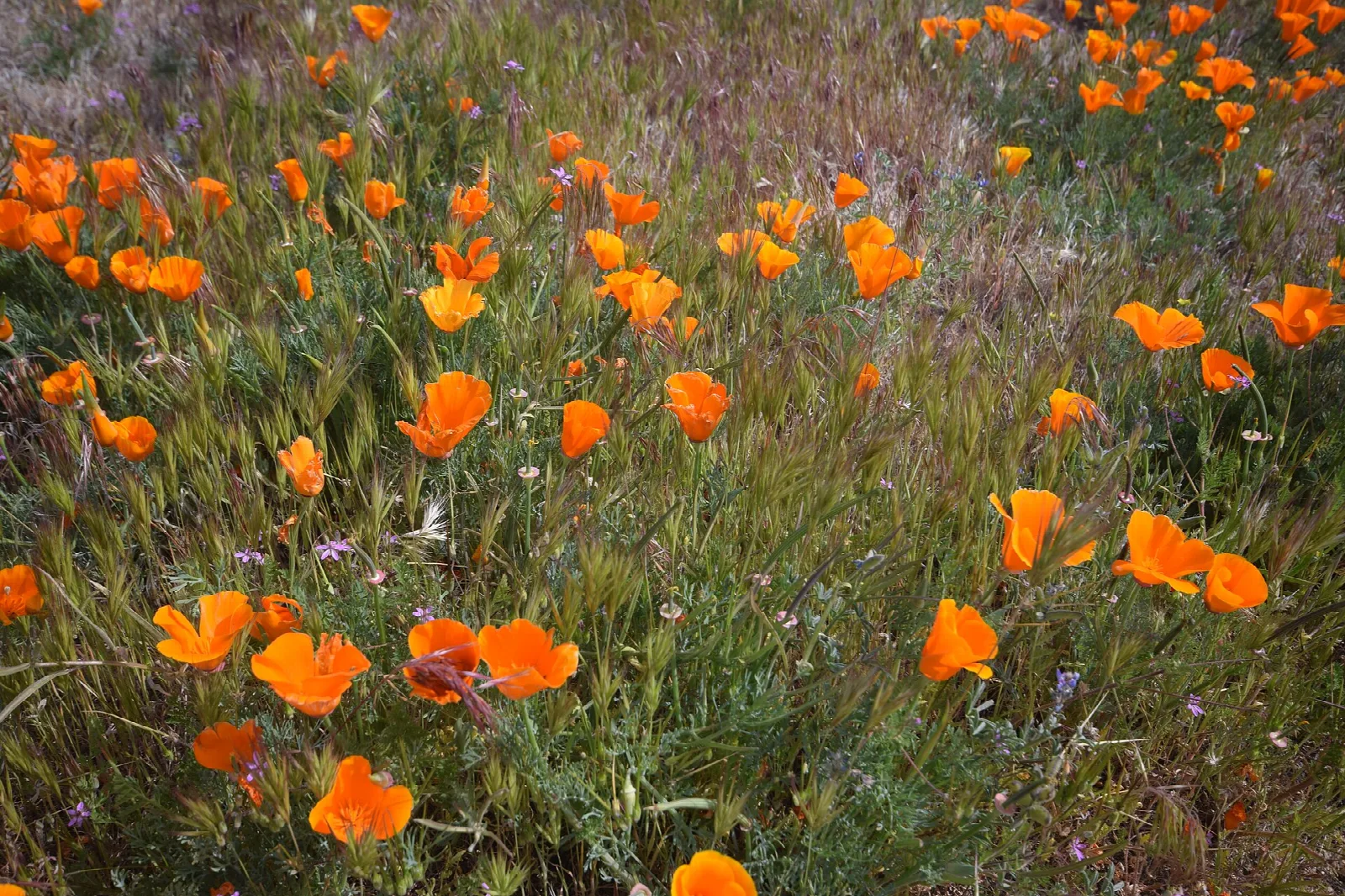 Dense orange poppies among grasses