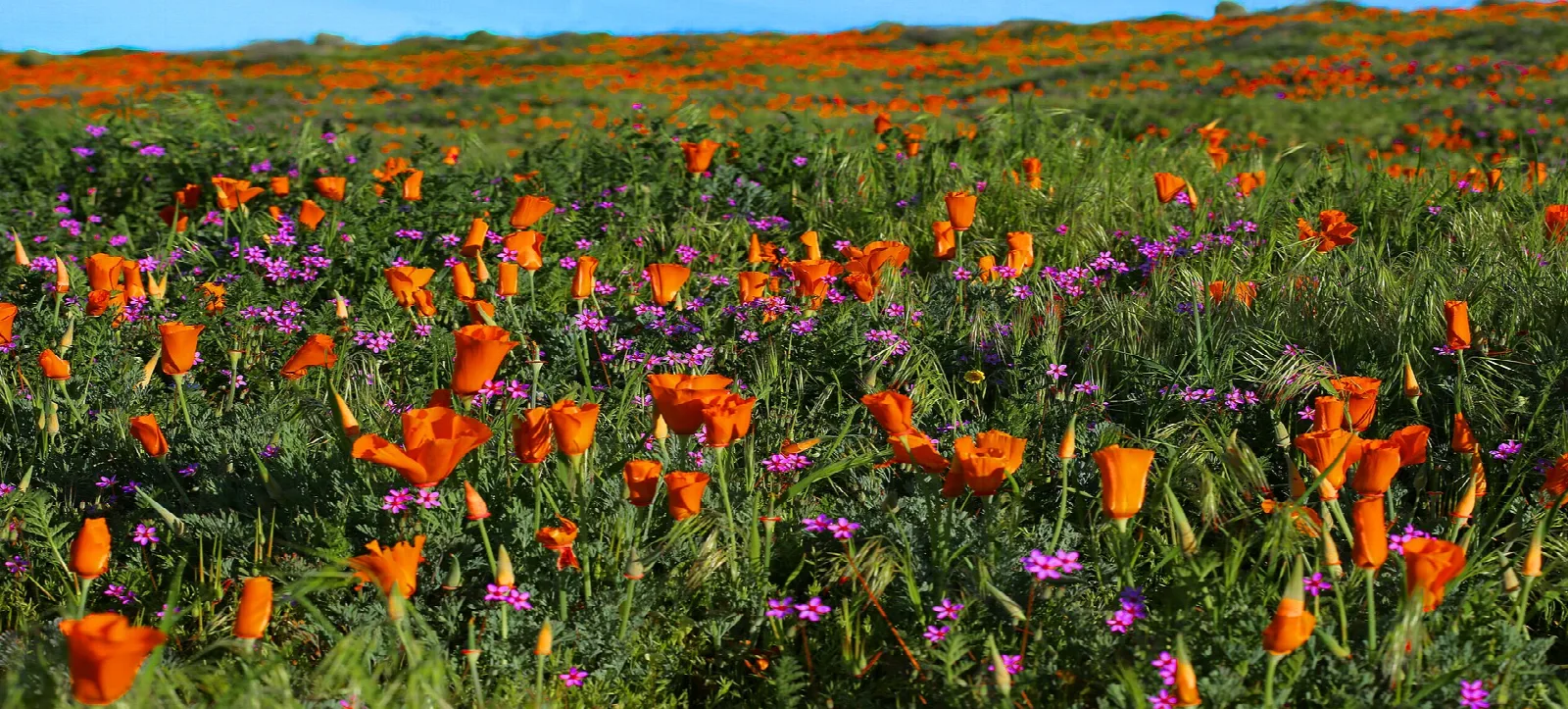 Orange poppies and purple wildflowers in green grass