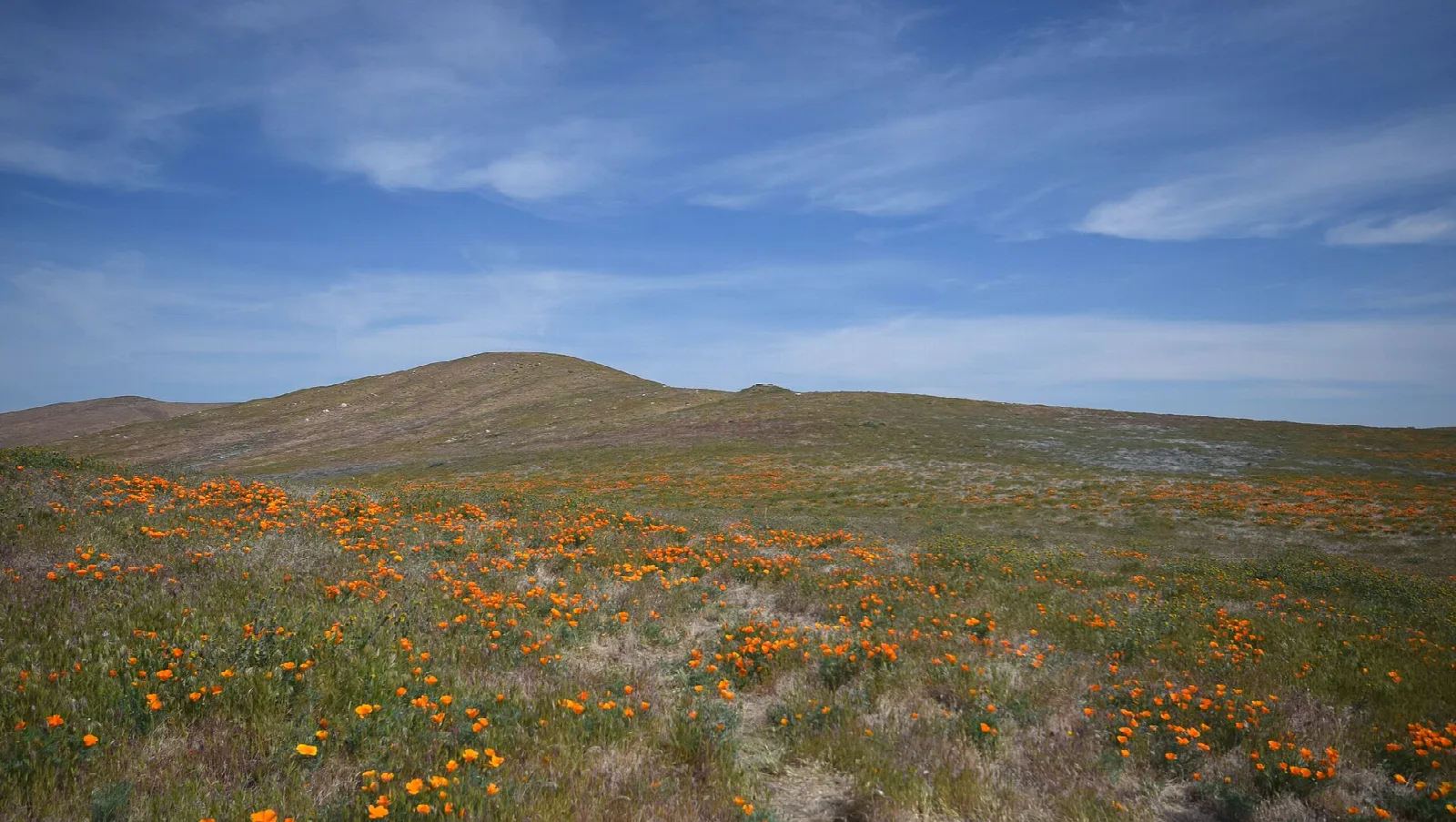 Grassy hills with scattered poppies under a wide sky