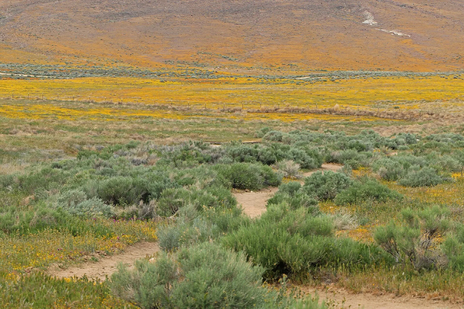 Dirt trail through sagebrush and yellow wildflowers on rolling hills