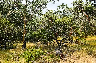Bothe-Napa Valley State Park