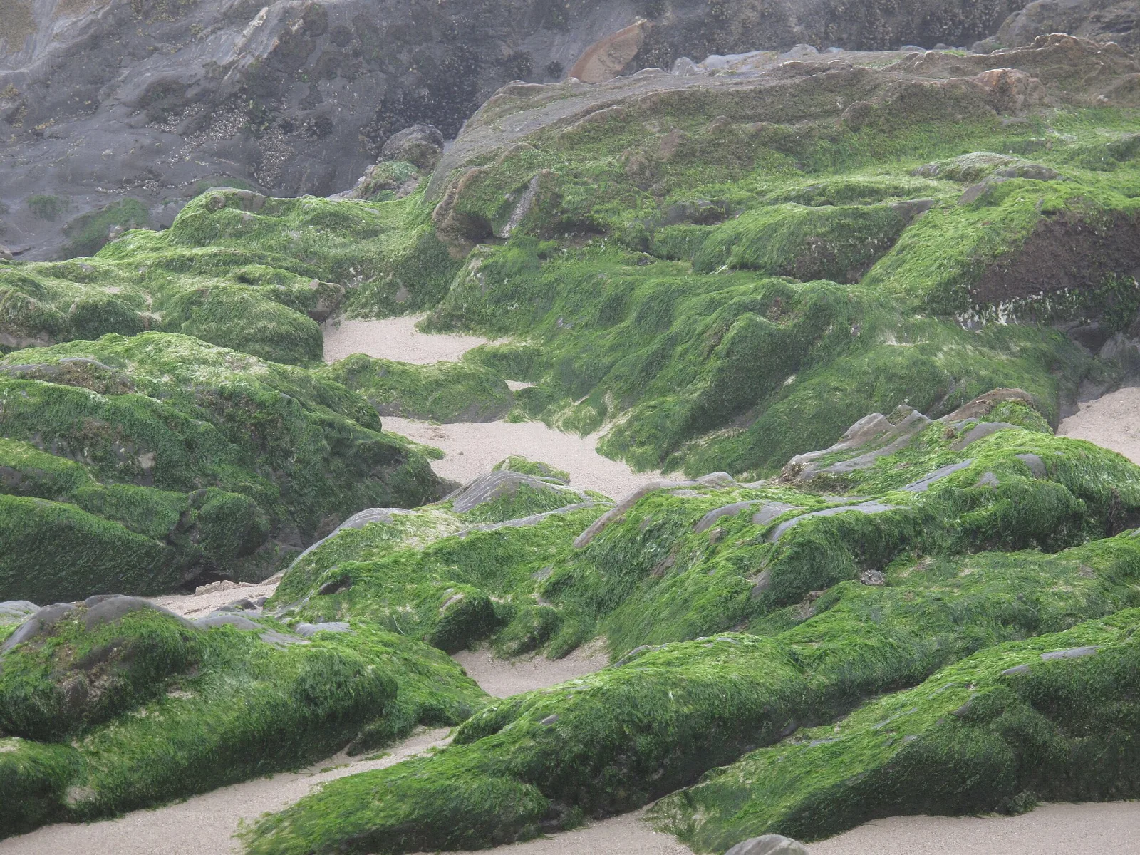 Green algae-covered rocks with patches of sand