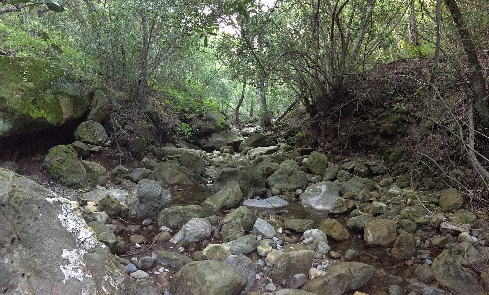 Rocky creek bed under a canopy of trees