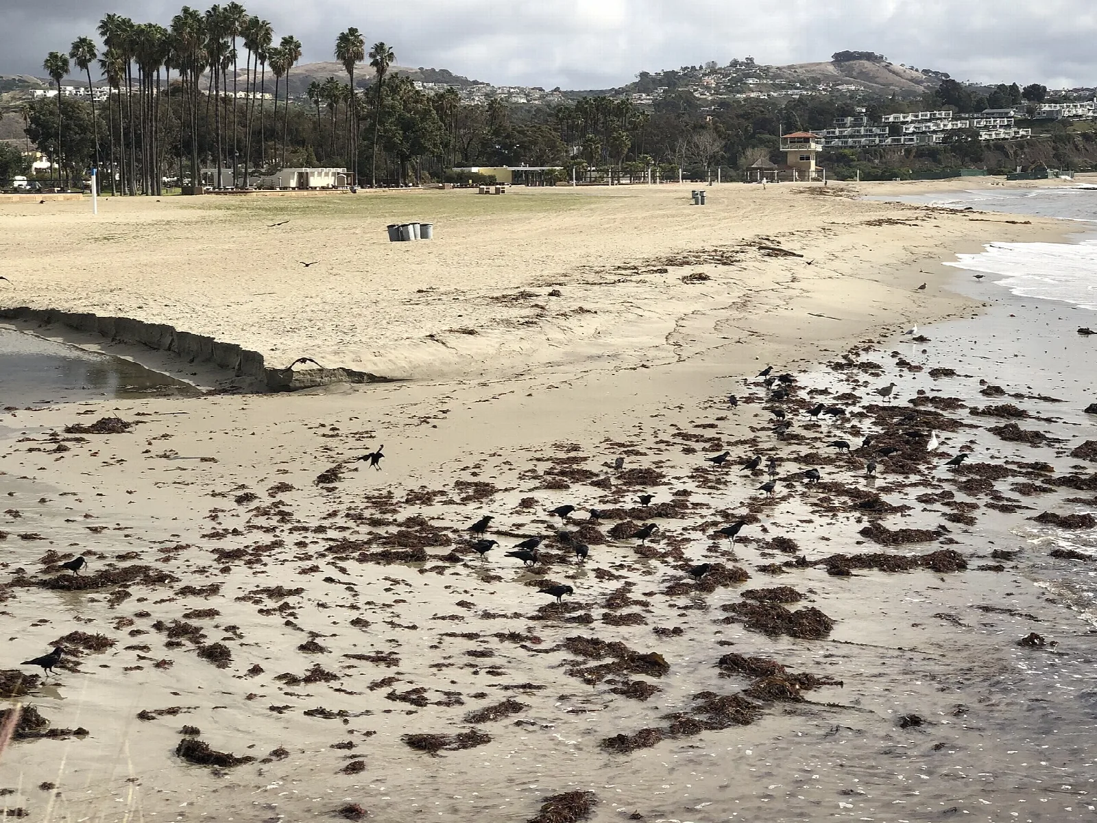 Sandy beach with seaweed at the tide line and palms behind