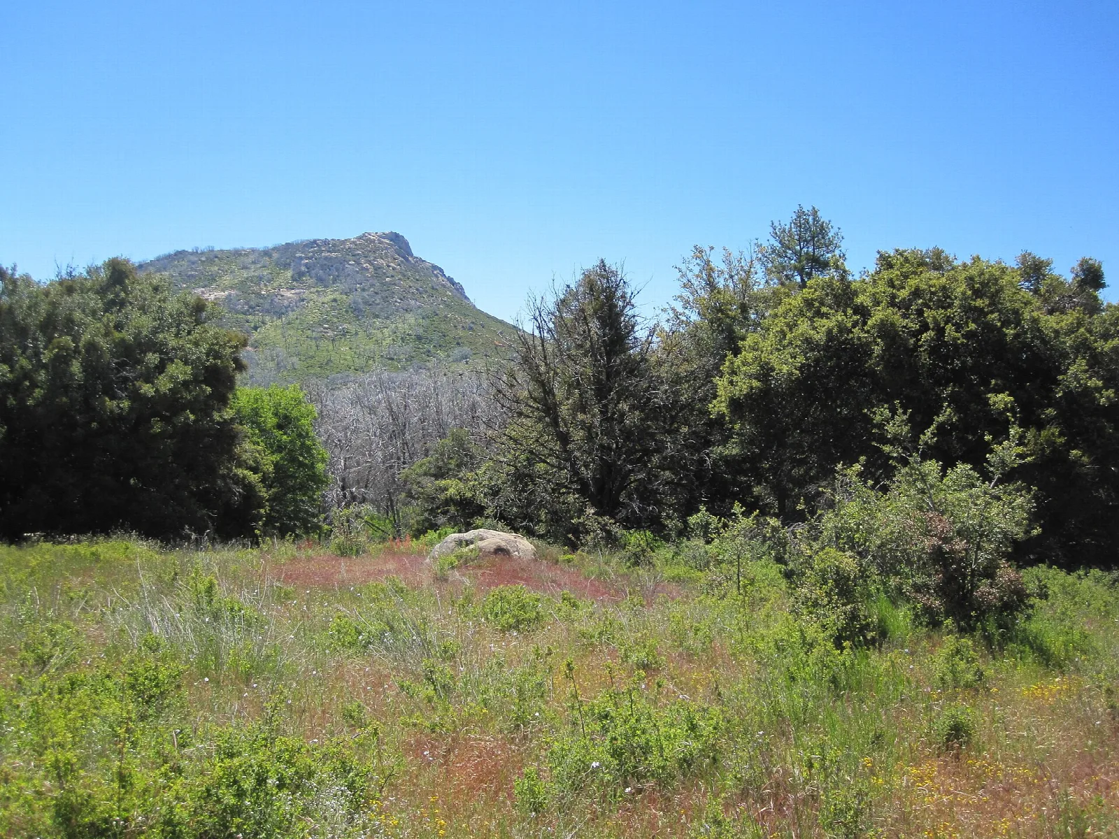 Green meadow and shrubs with a peak behind