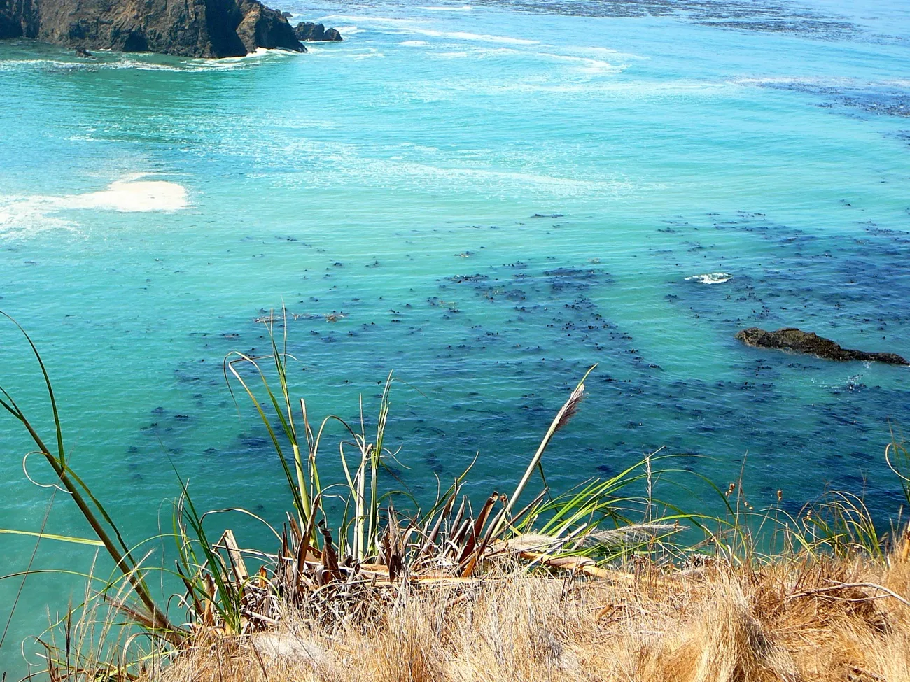 Turquoise water and kelp seen from a grassy bluff