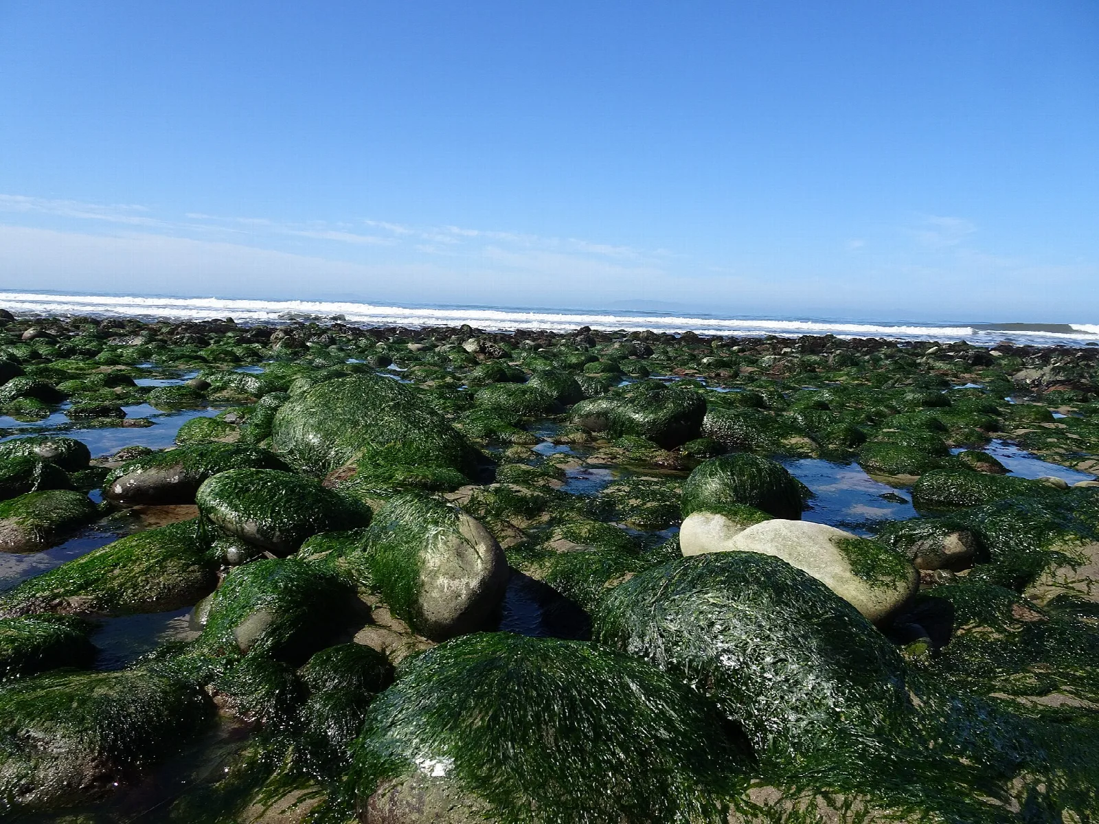 Moss-covered rocks and tide pools at low tide under a blue sky
