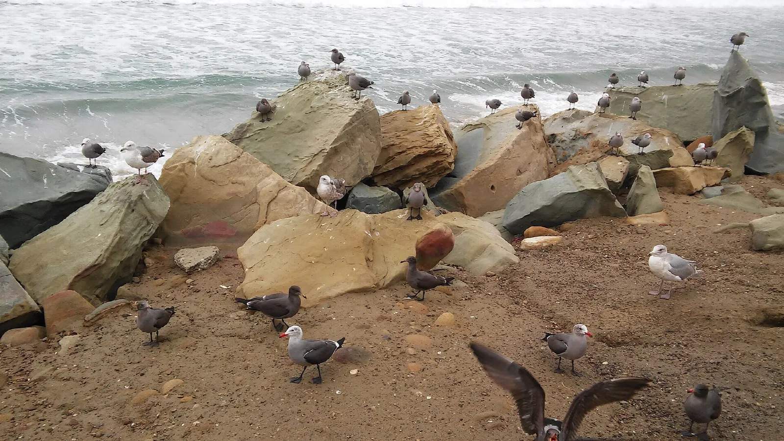 Gulls and other birds perched on tan rocks at the water's edge
