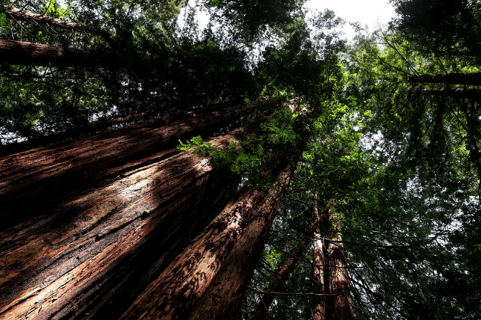Looking up the trunk of a huge redwood into the canopy