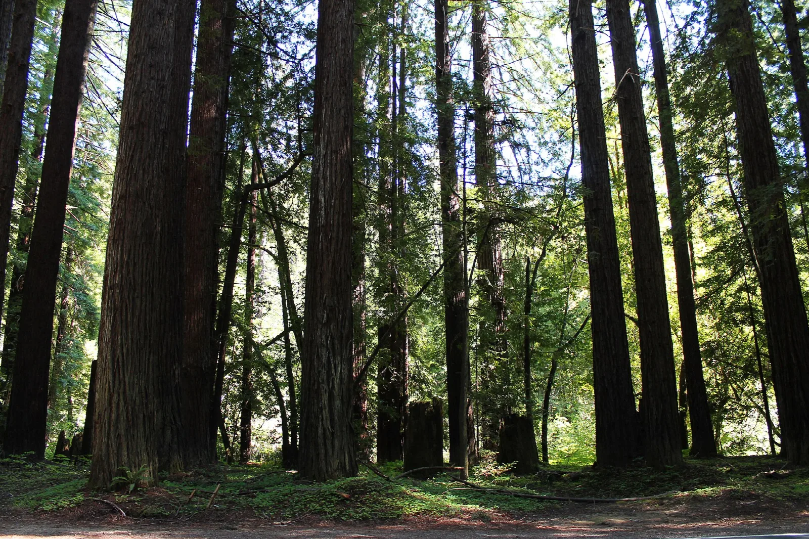 Tall redwood trunks in a bright forest