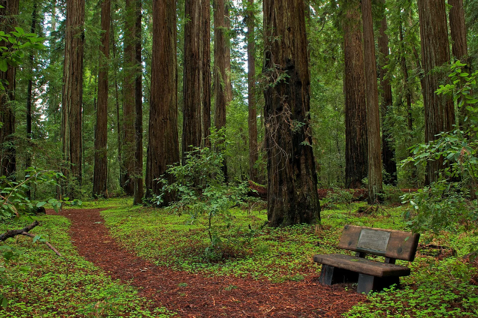 Red dirt path through tall redwoods with a wooden bench