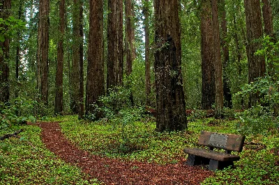 Hendy Woods State Park