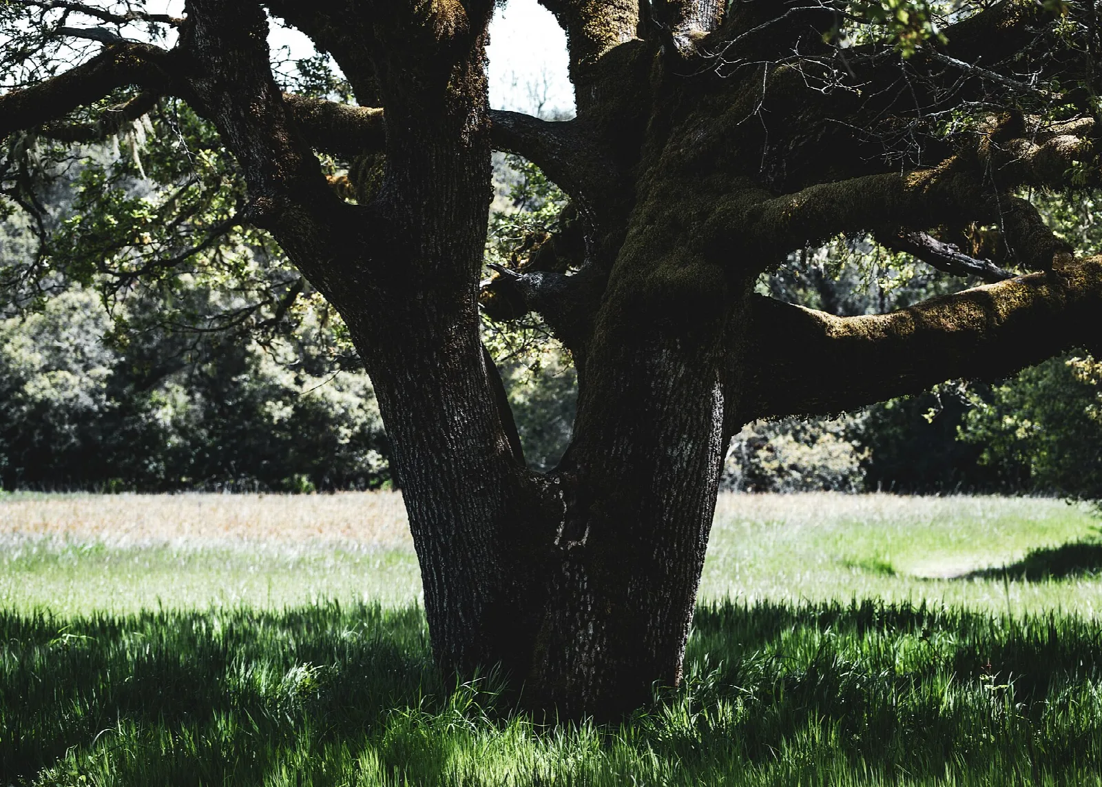 Large oak with spreading branches beside a green meadow