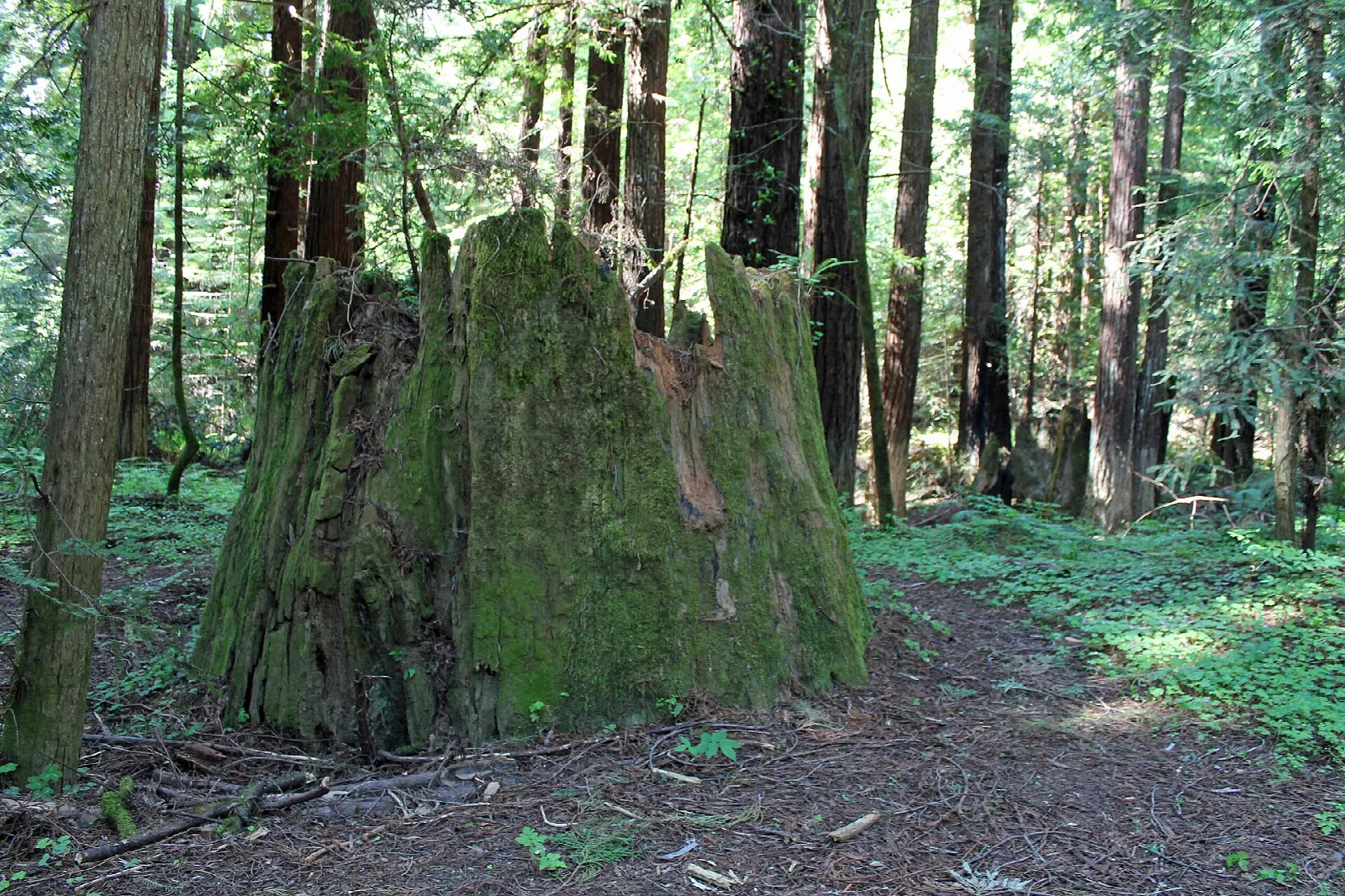 Mossy redwood stump beside a dirt path in the forest