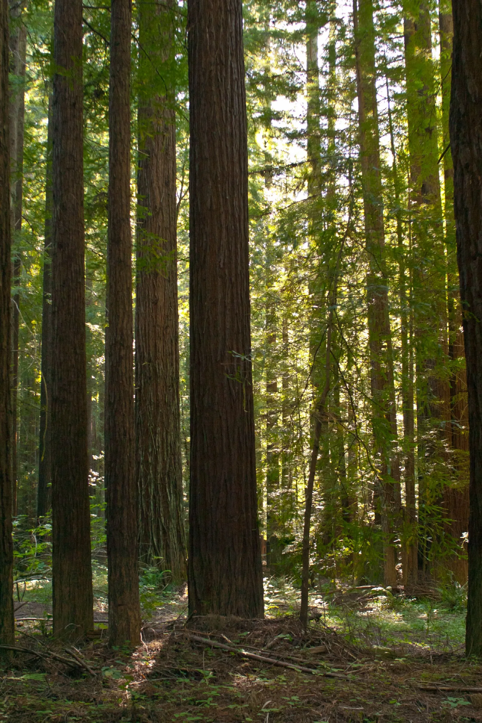 Tall second-growth redwood trunks in a shady forest