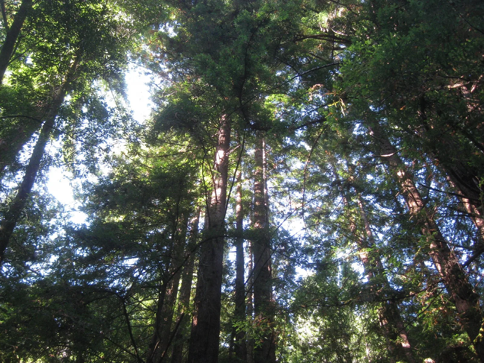 Looking up through tall redwoods to bright sky