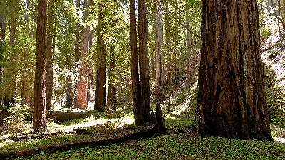 Montgomery Woods State Natural Reserve