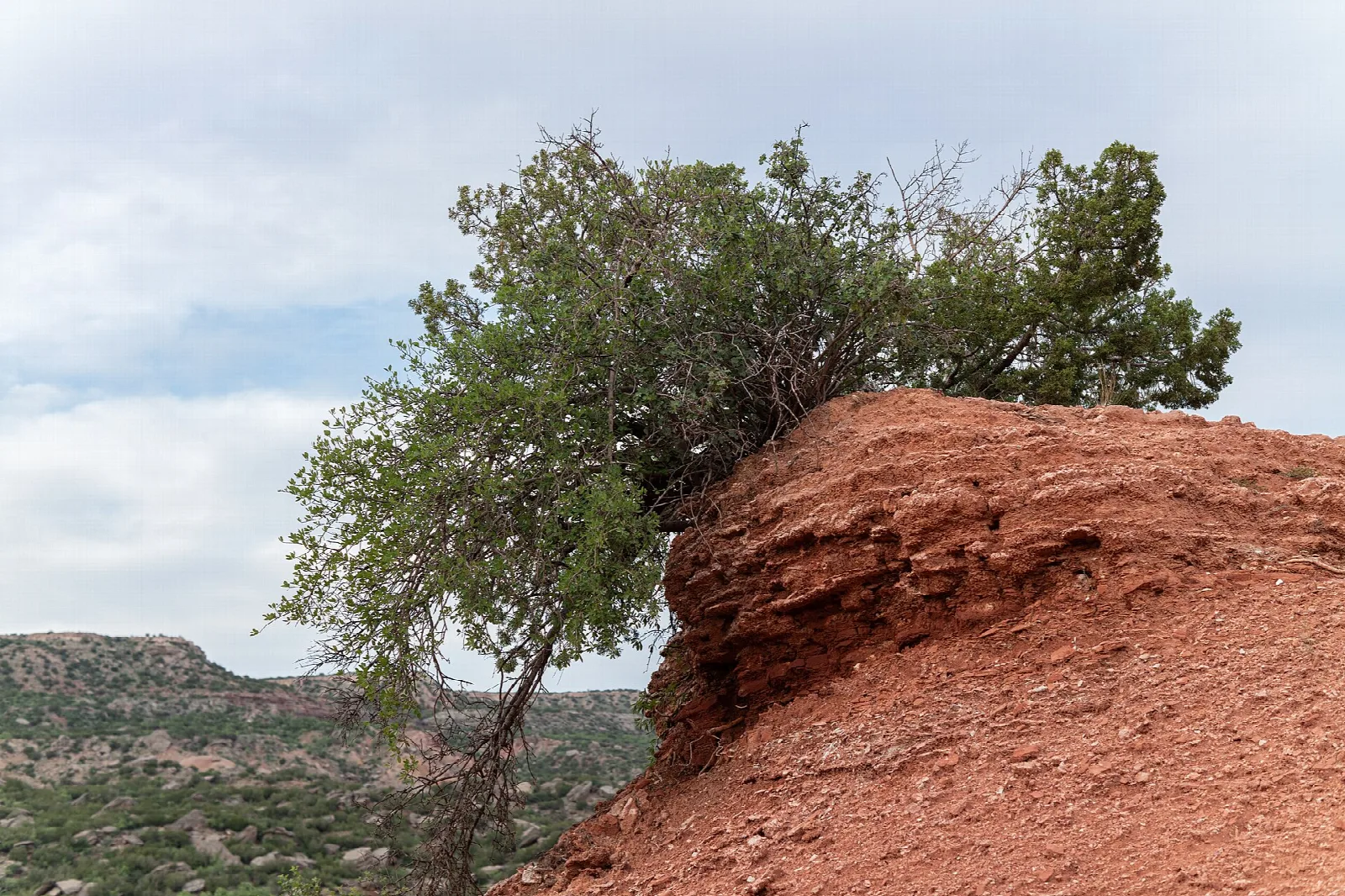 Juniper tree growing at the edge of a red rock bluff above the canyon