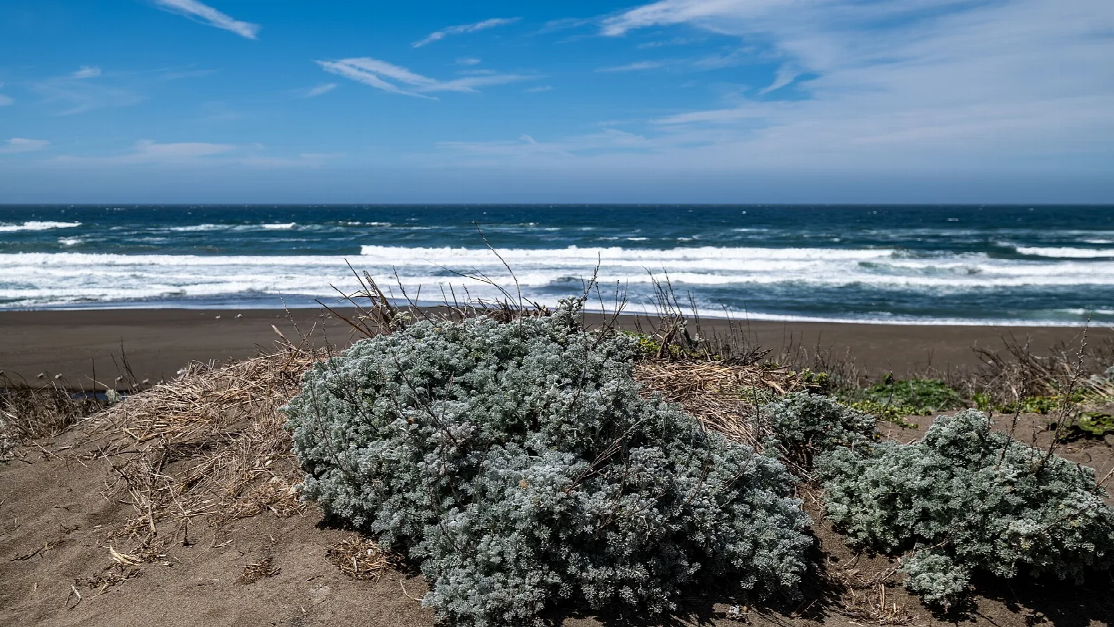 Silvery shrubs on a dune above the ocean and surf