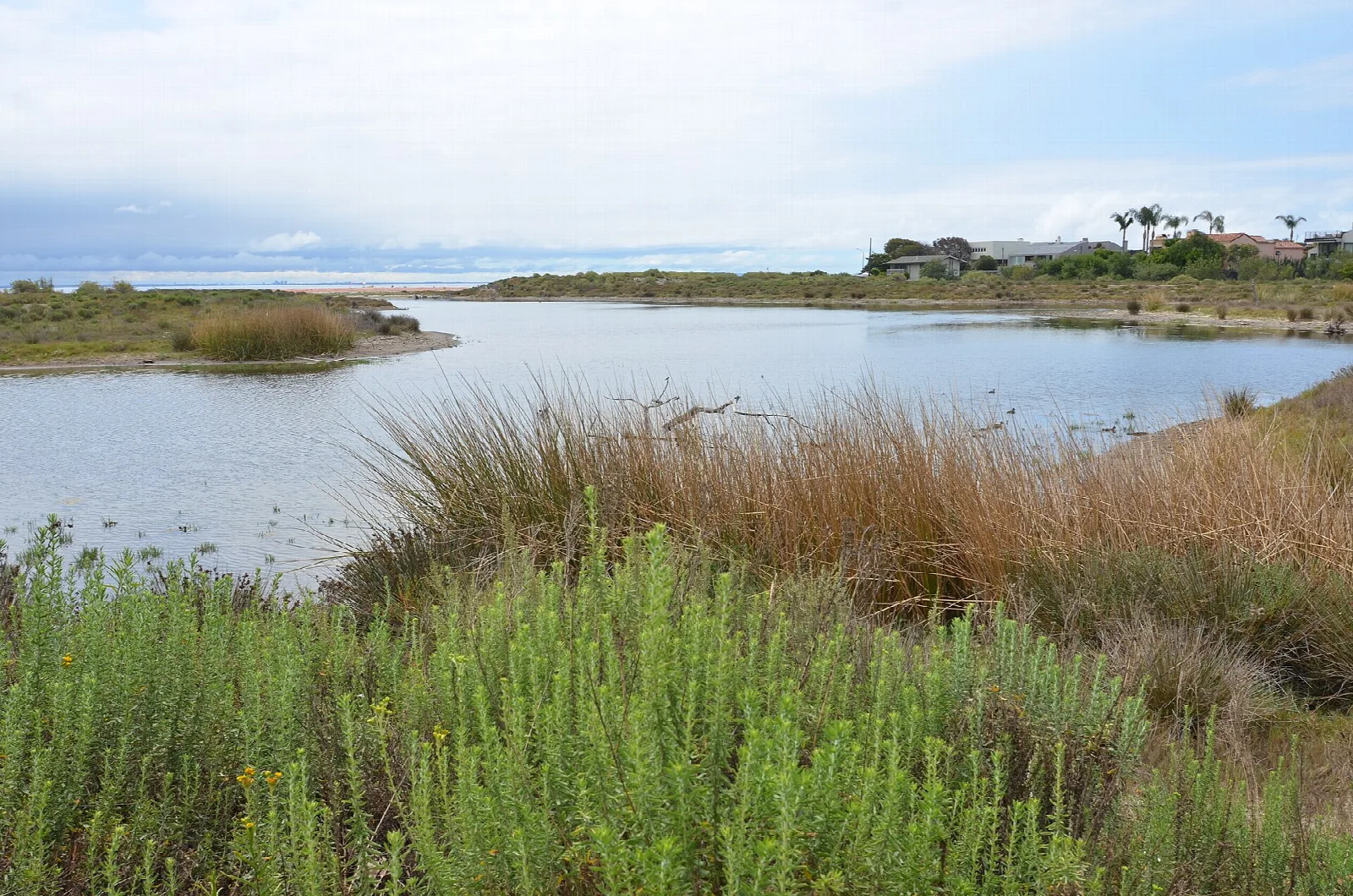 Lagoon water edged with marsh plants and grass