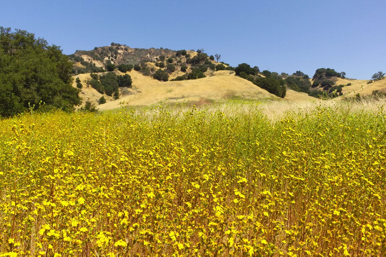 Field of yellow wildflowers with golden hills and oaks behind