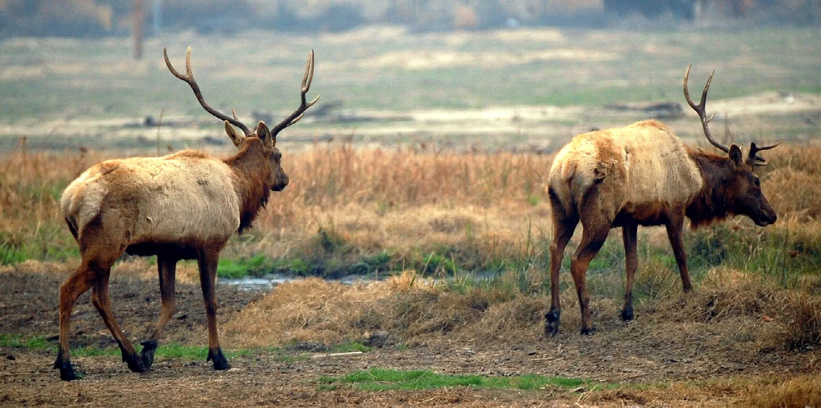 Two bull tule elk with antlers walking across dry grass and wet ground