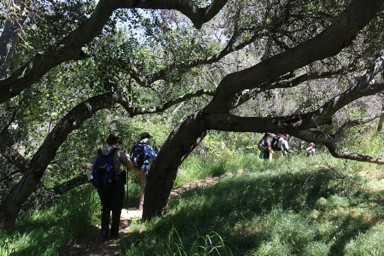 Hikers walking a trail under spreading oak trees