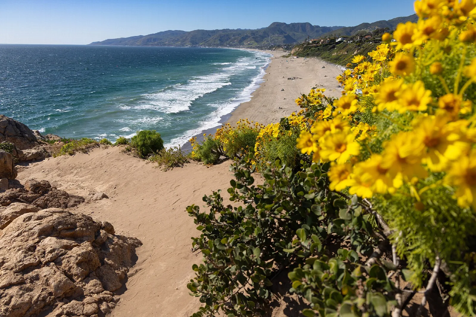 Sandy trail by yellow flowers above a long beach and blue sea