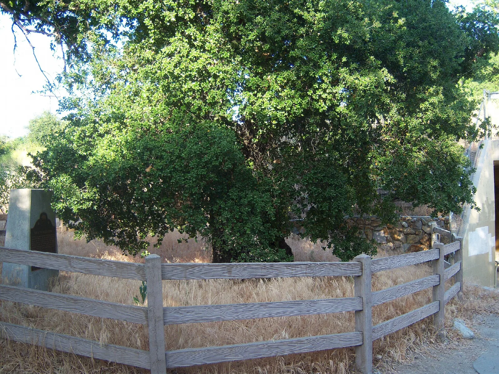 Large oak tree behind a wooden fence