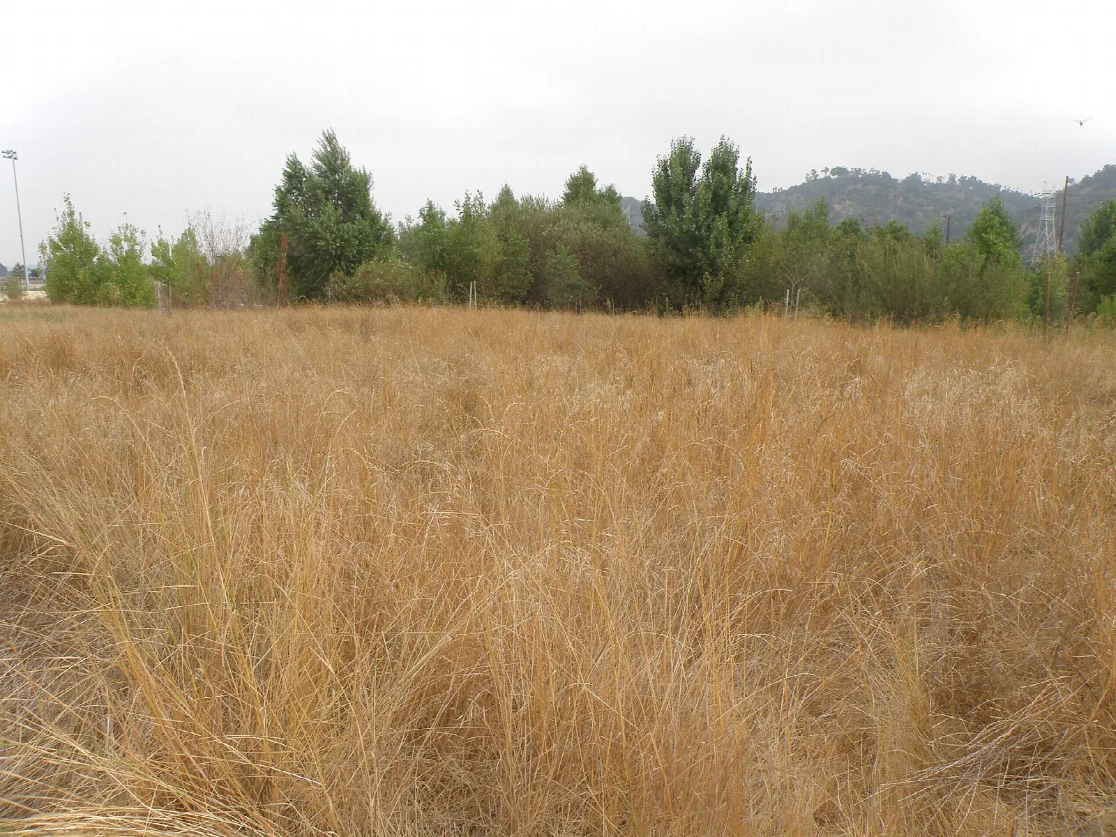 Field of golden grass with trees and hills behind