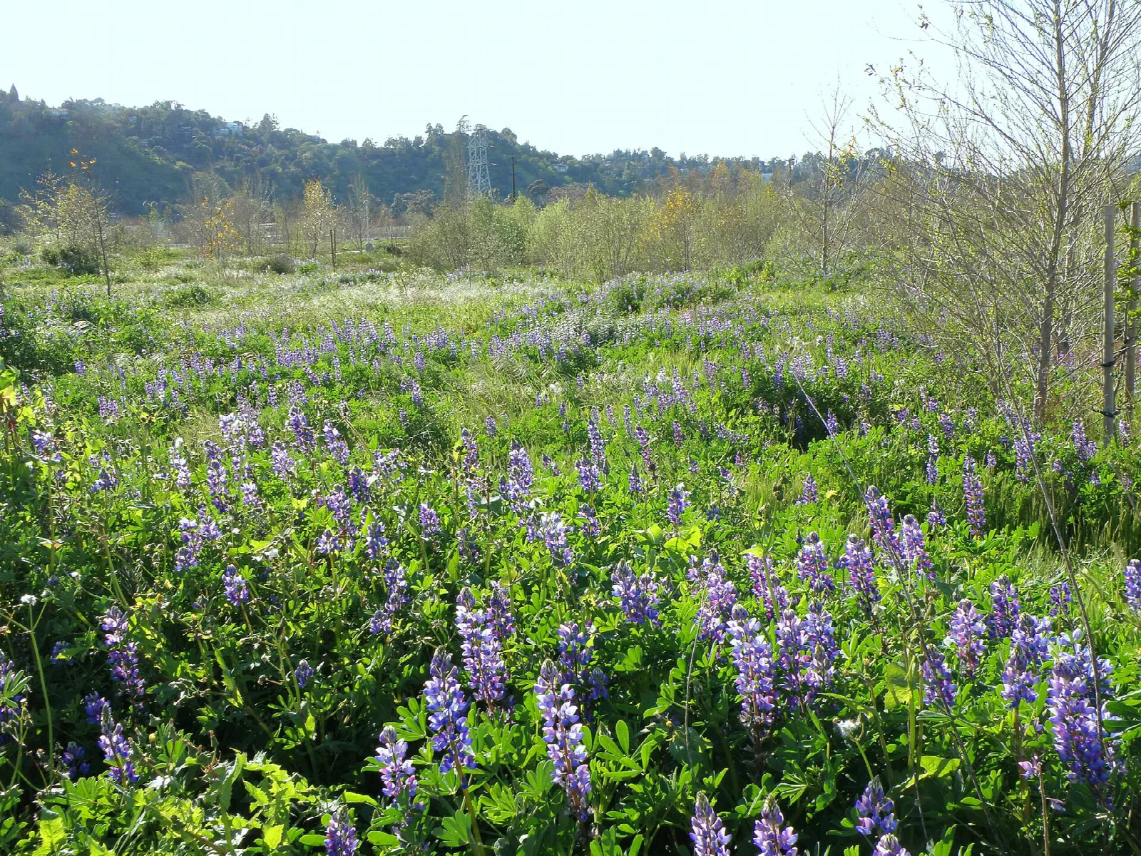 Purple lupines blooming in a meadow with trees and hills beyond