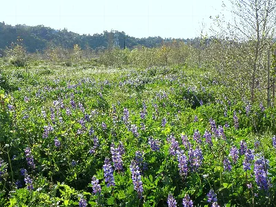 Rio de Los Angeles State Park State Recreation Area